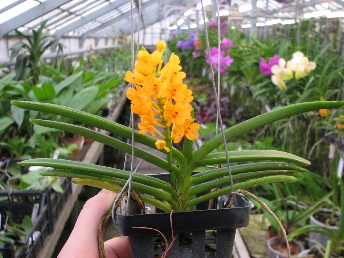 Ascocentrum miniatum.JPG