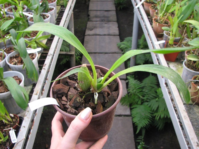 Zygopetalum Rhein Harlequin 'Cappuccino'.JPG