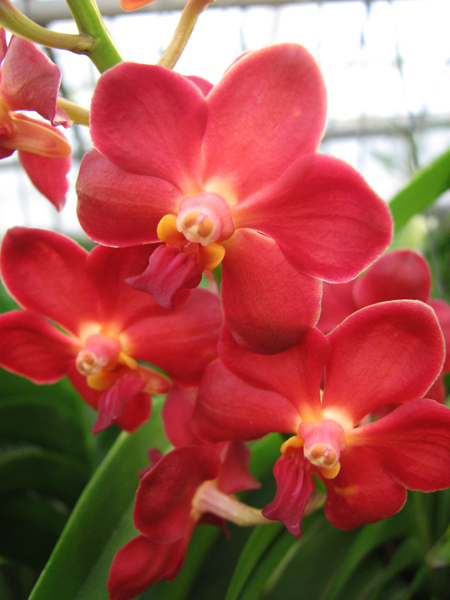 Ascocenda Sweet Pea.jpg