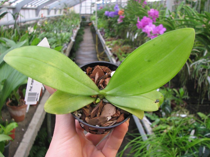 Phalaenopsis mannii 'Black'.JPG