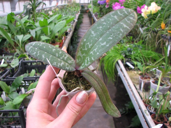 Phalaenopsis stuartiana (green x yellow).JPG