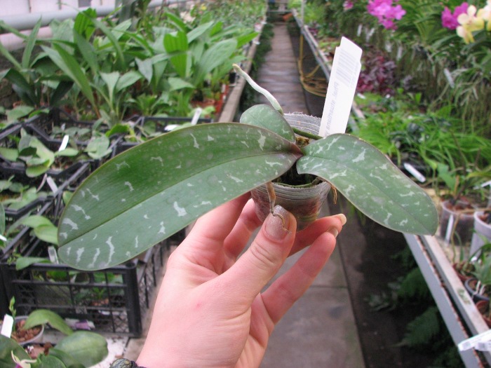 Phalaenopsis stuartiana yellow x sib.JPG