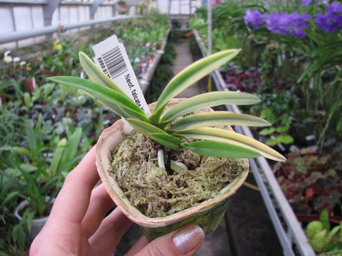 Neofinetia falcata Kinrokaku.JPG