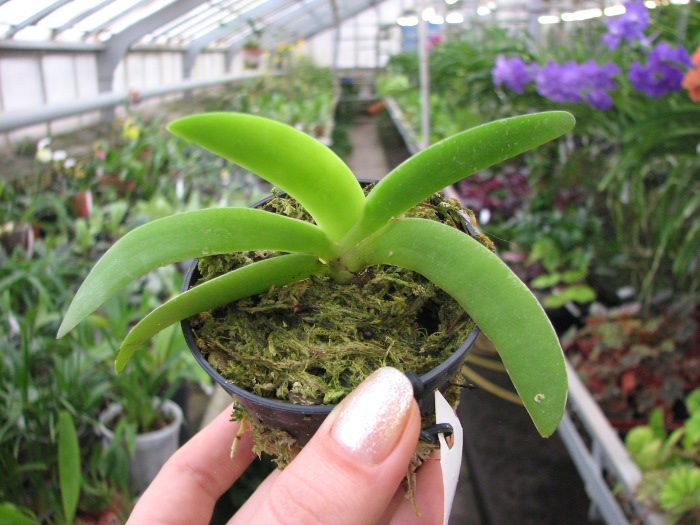 Angraecum leonis.JPG