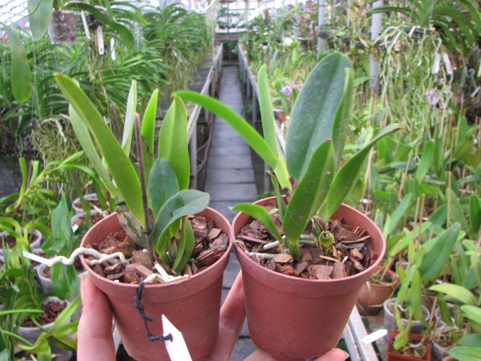 Brassolaeliocattleya Chief Canyon 'Double Bubble'.JPG