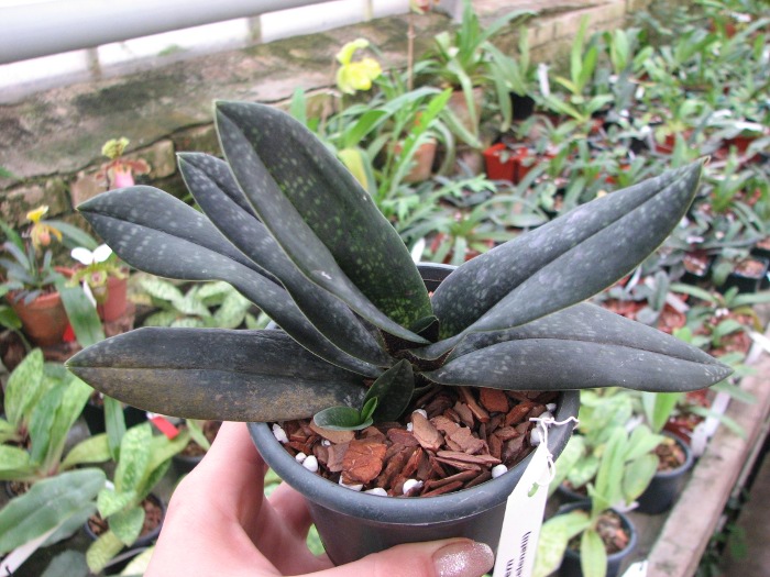 Paphiopedilum Magic Lantern (micranthum x delenatii).JPG
