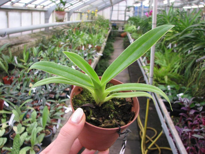 Phragmipedium Memory Dick Clements (besseae x sargentianum).JPG