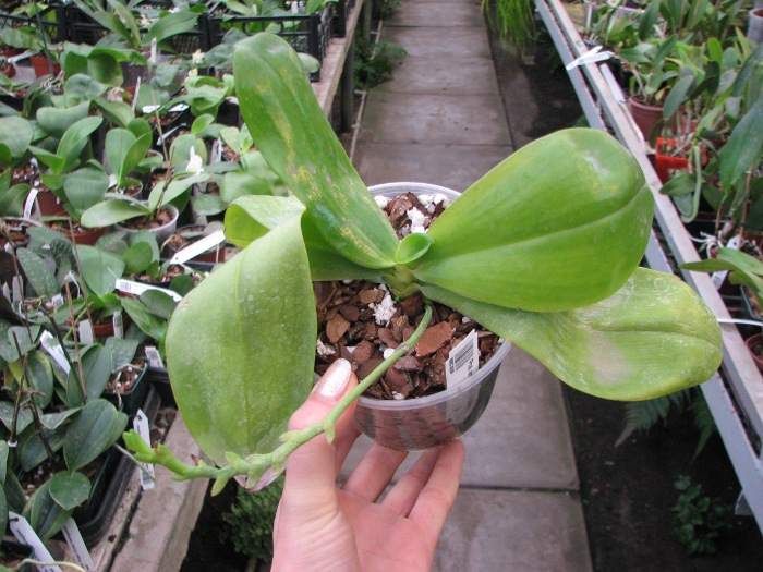 Phalaenopsis amboinensis var. flavida.JPG