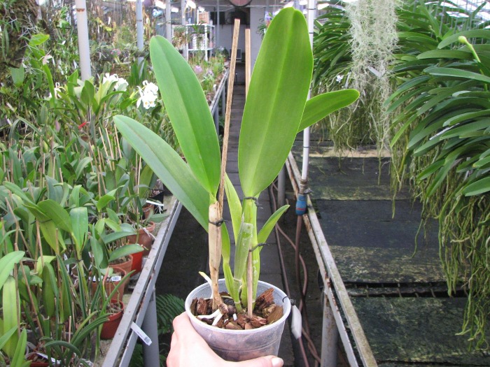 Brassolaeliocattleya Fort Watson 'Mendenhall'.JPG