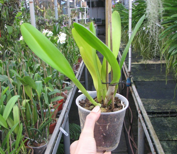 Brassolaeliocattleya George King 'Southern Cross'.JPG