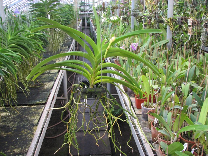 Ascocenda Kultana Orange Glow x Vanda Tarab Waxy.JPG