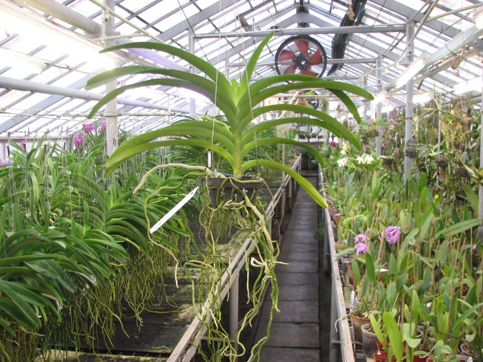 Ascocenda Varute Leopard x Vanda Tarab Waxy.JPG