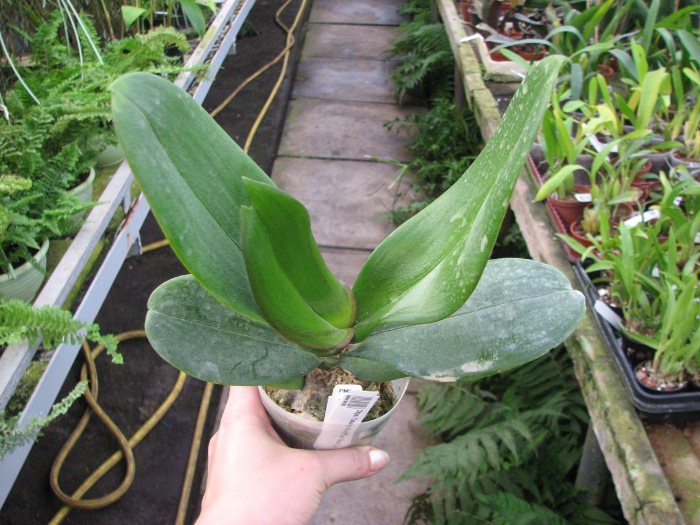 Doritaenopsis Taiwan Red Cat 'Red Cat'.JPG