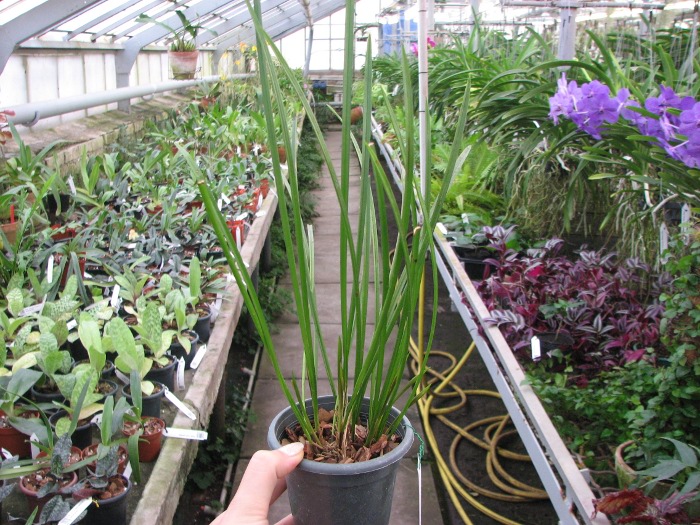 Dendrochilum javieri.JPG