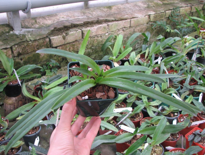 Paphiopedilum hirsutissimum var. esquirolei.JPG