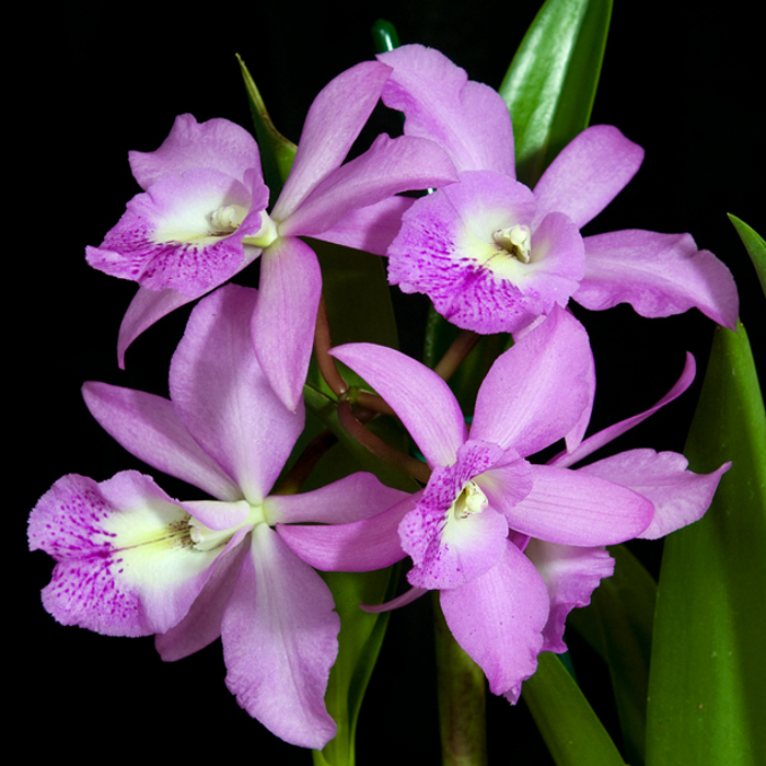 Brassocattleya Little Marmaid 'Janet' .jpg