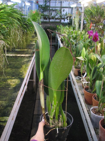 Brassolaeliocattleya Young Kong 'Sun No16'.JPG