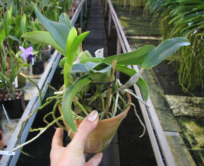 Laeliocattleya Mini Purple 'Blue Pacific' (pumila x walkeriana).JPG