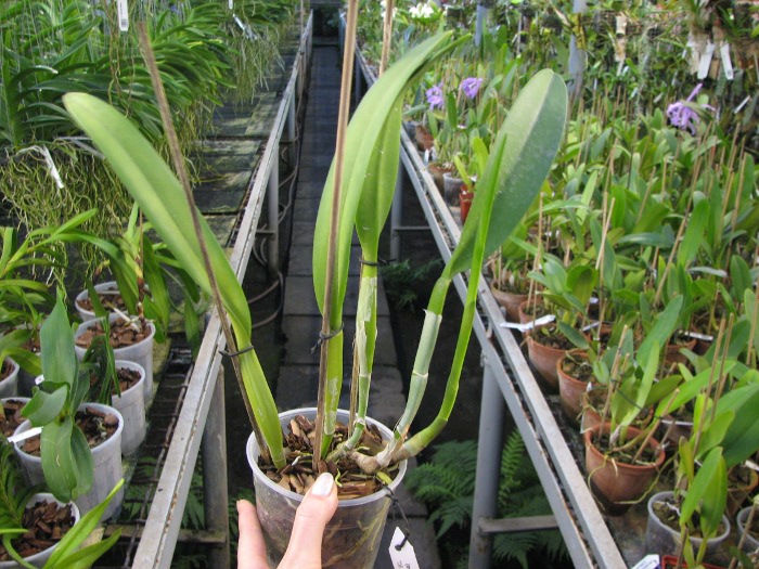 Brassocattleya Golf Green 'Hair Pig' (Cattleya Moscombe x Brassavola digbyana).JPG