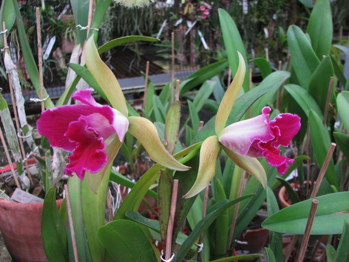 Laelia tenebrosa x Cattleya Penny Kuroda 'spots'.jpg