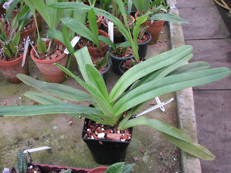 Paphiopedilum sanderianum.jpg
