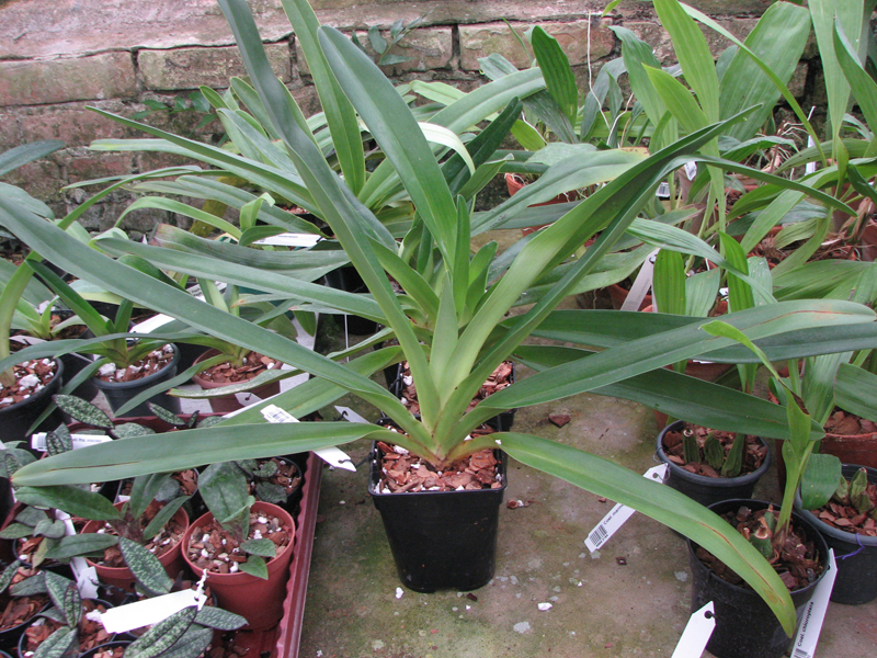 Paphiopedilum rothschildianum.jpg
