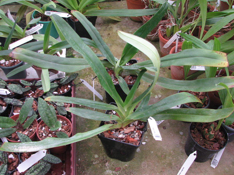 Paphiopedilum stonei.jpg