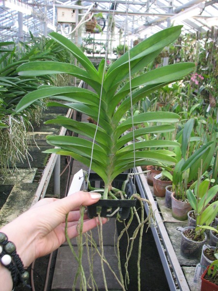 Vanda Pak Chong Blue.JPG