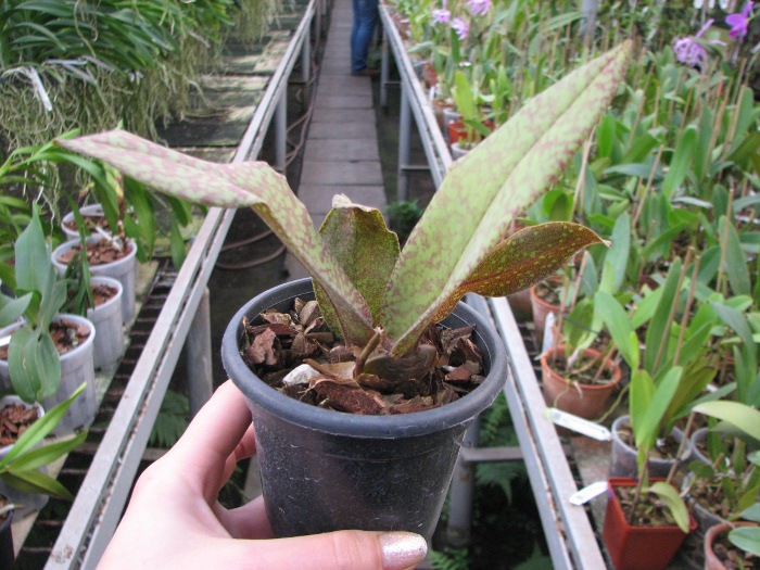 Psychopsis Butterfly (sanderae x papilio).JPG