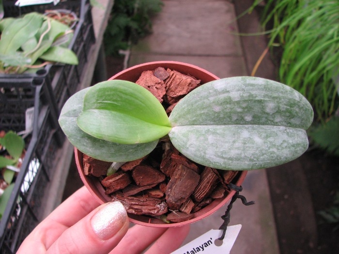 Phalaenopsis Auspice Knight 'Malayan'.JPG