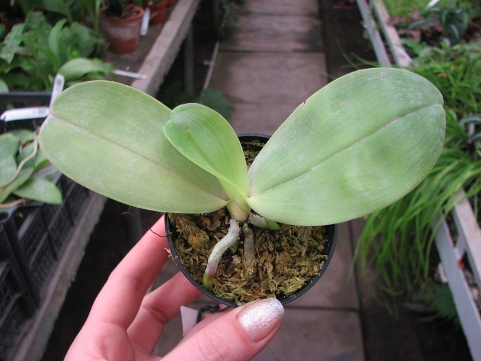 Phalaenopsis KS Happy Eagle.JPG