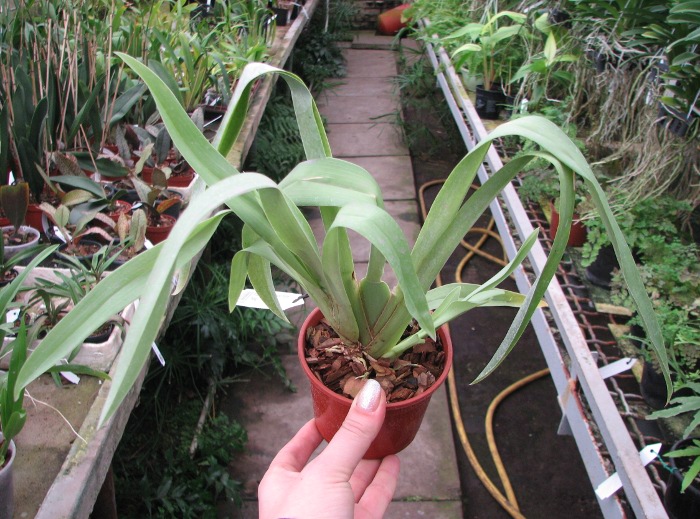 Miltoniopsis Robert Jackson 'Wild Thing'.JPG