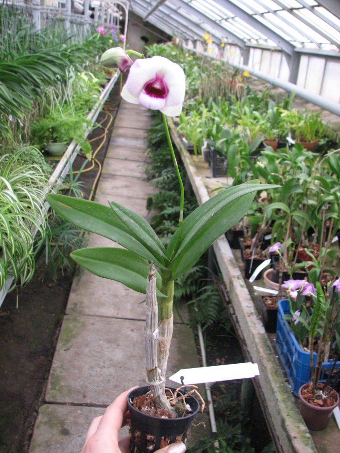 Dendrobium Chao Praya Gem.JPG