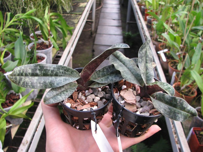 Paphiopedilum vietnamense.JPG