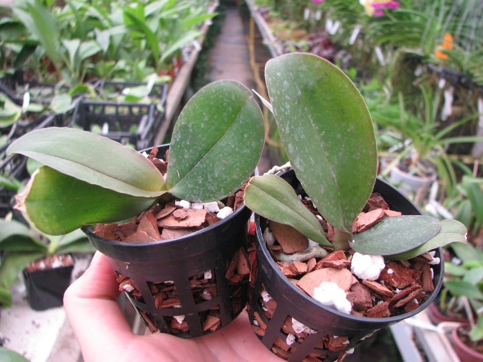 Phalaenopsis Brother Glory 'G-12'.JPG