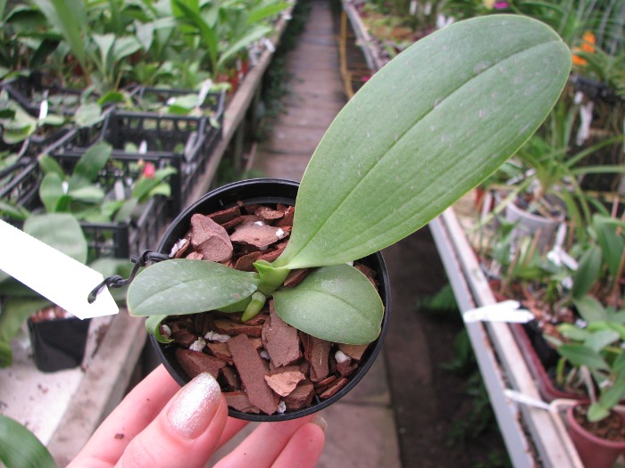 Phalaenopsis Orchid World.JPG