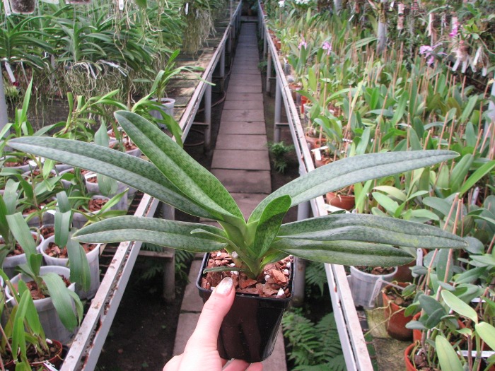 Paphiopedilum Gloria Naugle (rothschildianum x micranthum).JPG