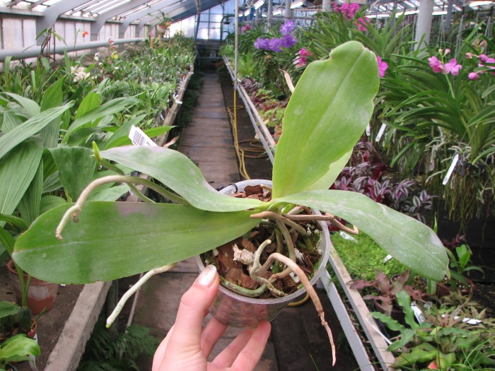 Phalaenopsis amboinensis red spot type.JPG