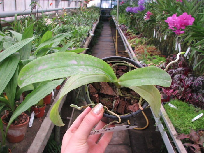 Phalaenopsis hieroglyphica.JPG
