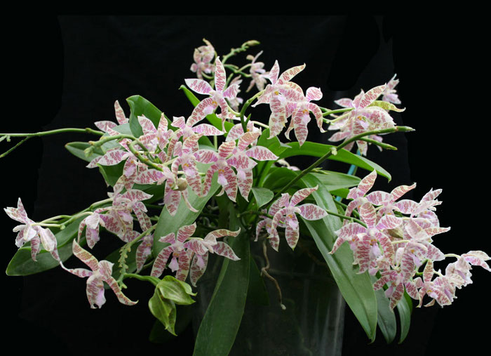 Phalaenopsis hieroglyphica .jpg