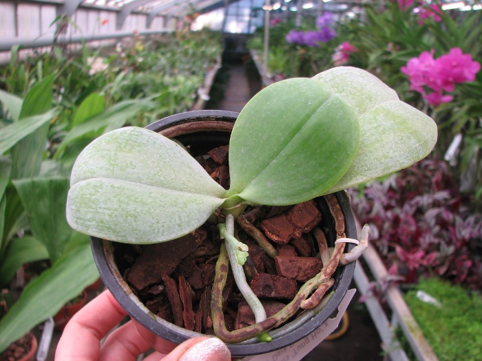Phalaenopsis amboinensis 'Yung Ho' x Phalaenopsis venosa 'Dark Red'.JPG