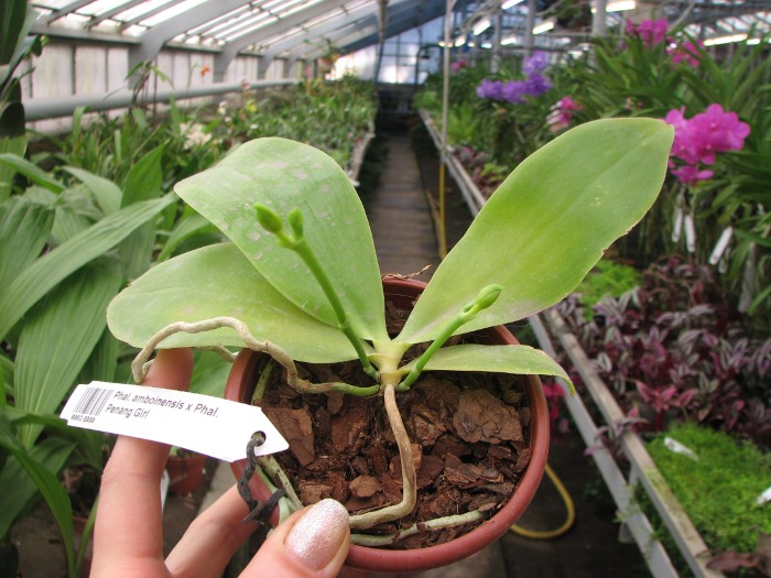Phalaenopsis amboinensis x Phalaenopsis Penang Girl.JPG