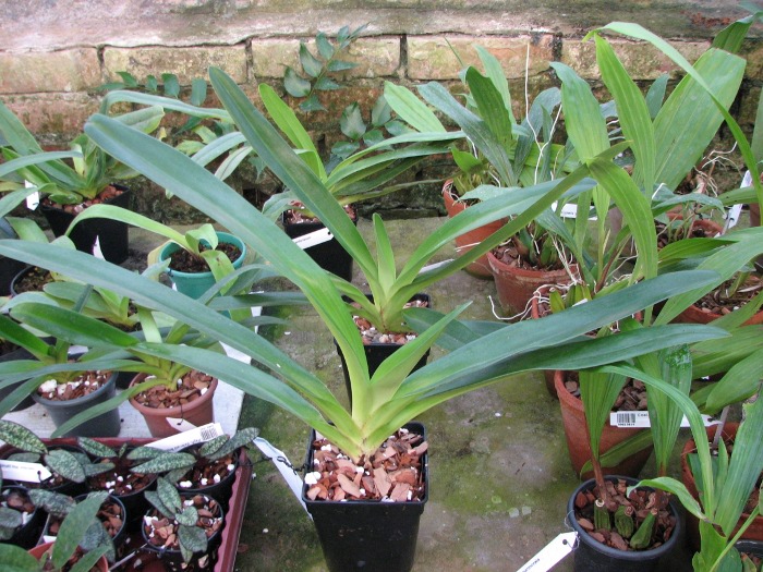 Paphiopedilum rothschildianum.JPG