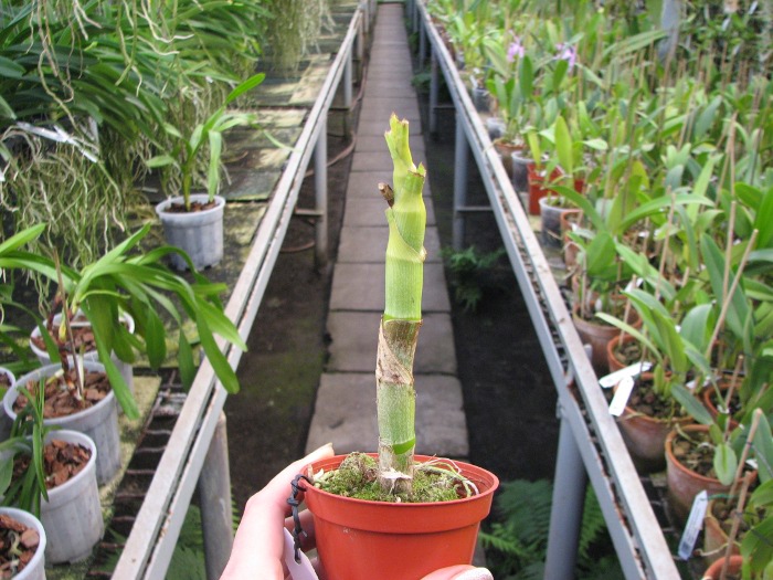 Cycnoches cooperi.JPG