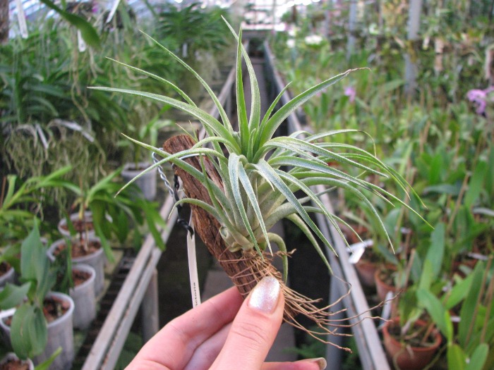 Tillandsia x Victoria.JPG