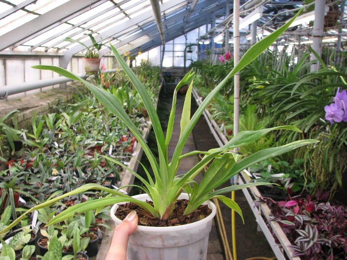 Phragmipedium schlimii.JPG