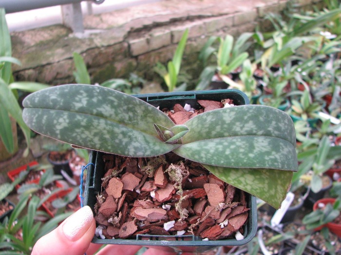 Paphiopedilum bellatulum.JPG
