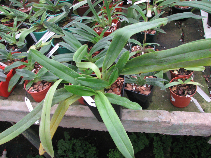 Paphiopedilum sanderianum.jpg