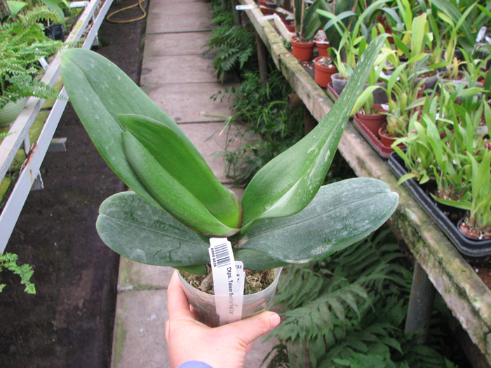Doritaenopsis Taiwan Red Cat 'Red Cat'.jpg