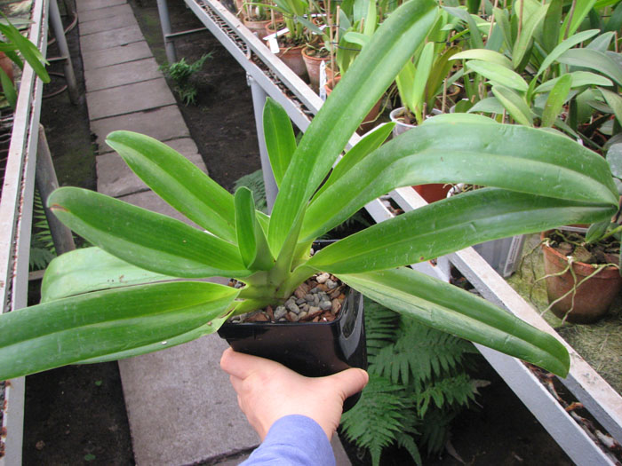 Paphiopedilum philippinense 'In-Charm' x sibling 'Ween Sin'.jpg